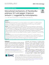 Paenibacillus Polymyxa