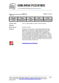 Hydrocharis Morsus-Ranae Global