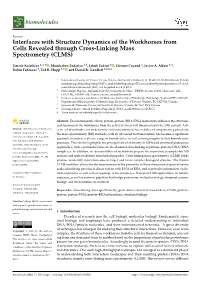 Interfaces with Structure Dynamics of the Workhorses from Cells Revealed Through Cross-Linking Mass Spectrometry (CLMS)