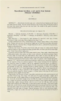 Macrothemis Brevidens, a New Species from Surinam (Odonata: Libellulidae)