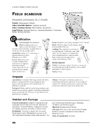 Field Scabious (PDF)