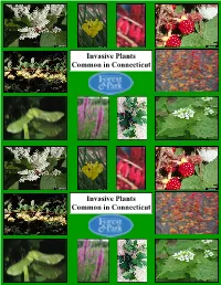 Invasive Plants Common in Connecticut