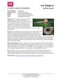 Sea Lamprey US ARMY CORPS of ENGINEERS Building Strong®