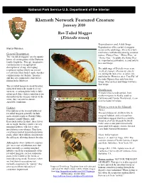 Klamath Network Featured Creature January 2010 Rat