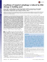 A Pathway of Targeted Autophagy Is Induced by DNA Damage in Budding Yeast