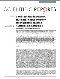 Bandicoot Fossils and DNA Elucidate Lineage Antiquity Amongst Xeric