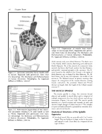 THE MUSCLE SPINDLE Anatomical Structures of the Spindle Apparatus