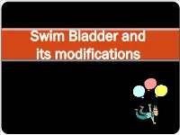 Swim Bladder and Its Modifications Swim Bladder