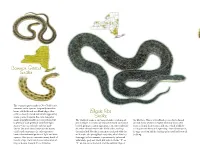 Snakes of New York State