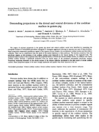Descending Projections to the Dorsal and Ventral Divisions of the Cochlear Nucleus in Guinea Pig