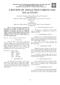 Tridax Procumbens and Its Activity