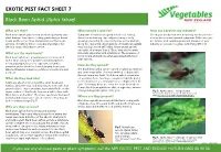 Aphid (Aphis Fabae)