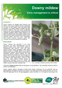 Downy Mildew Version 2.Pub