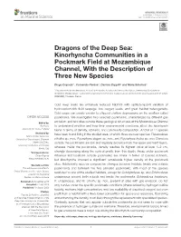 Dragons of the Deep Sea: Kinorhyncha Communities in a Pockmark Field at Mozambique Channel, with the Description of Three New Species