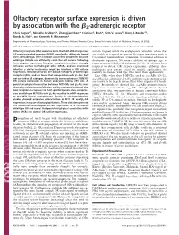 Olfactory Receptor Surface Expression Is Driven by Association with the ß2