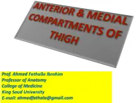 Medial Compartment of Thigh