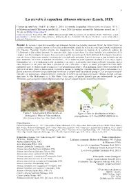 Athanas Nitescens (Leach, 1813)