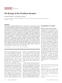 (Pro)Renin Receptor