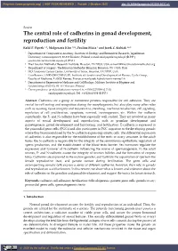 The Central Role of Cadherins in Gonad Development, Reproduction and Fertility