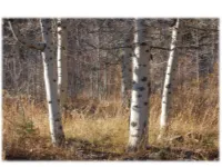 CA State Parks Aspen Restoration and Monitoring Program 2006-2012?