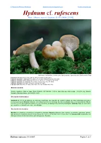 Hydnum Cf. Rufescens