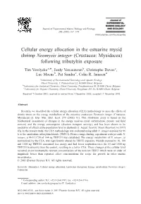 Cellular Energy Allocation in the Estuarine Mysid Shrimp Neomysis Integer (Crustacea: Mysidacea) Following Tributyltin Exposure