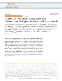 S41467-020-18512-7 OPEN Dental Cell Type Atlas Reveals Stem and Differentiated Cell Types in Mouse and Human Teeth