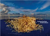 The Weed That Feeds the North Atlantic