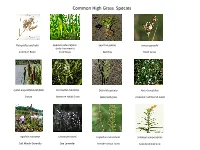 Common High Grass Species