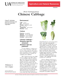Chinese Cabbage