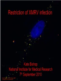 Restriction of XMRV Infection