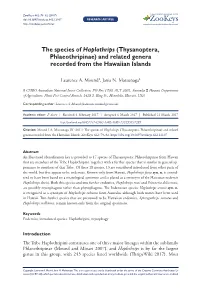 Thysanoptera, Phlaeothripinae) and Related Genera