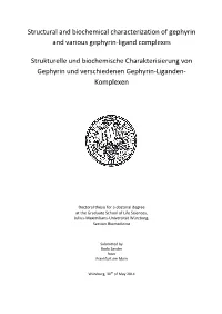 Structural and Biochemical Characterization of Gephyrin and Various Gephyrin-Ligand Complexes