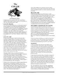 The COLLIE Your Collie Should Never Be Allowed to Run Free Without Supervision