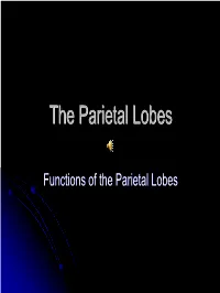 Functions of the Parietal Lobes the Parietal Lobes Develop at About the Age of 5 Years