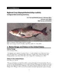 Carp, Bighead (Hypophthalmichthys Nobilis)