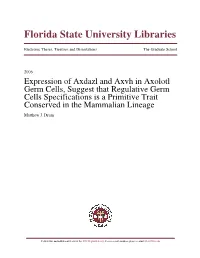 Expression of Axdazl and Axvh In