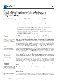 Toxicity of Zinc Oxide Nanoparticles on the Embryo of Javanese Medaka (Oryzias Javanicus Bleeker, 1854): a Comparative Study