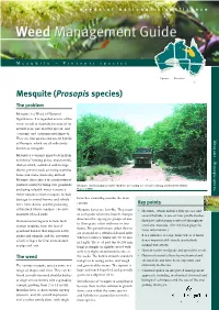 Mesquite (Prosopis Species) the Problem