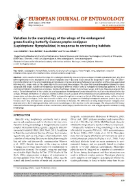 Variation in the Morphology of the Wings of the Endangered Grass-Feeding Butterﬂ Y Coenonympha Oedippus (Lepidoptera: Nymphalidae) in Response to Contrasting Habitats