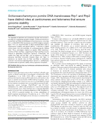 DNA Translocases Rrp1 and Rrp2 Have Distinct