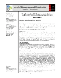 Morphological and Molecular Characterization of Flectobacillus