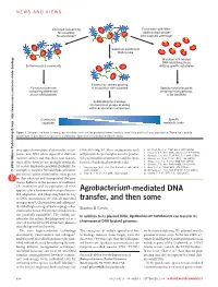 Agrobacterium-Mediated DNA Transfer, and Then Some