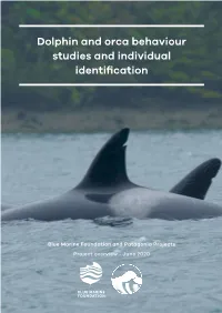 Dolphin and Orca Behaviour Studies and Individual Identification