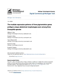 The Modular Expression Patterns of Three Pigmentation Genes Prefigure Unique Abdominal Morphologies Seen Among Three Drosophila Species