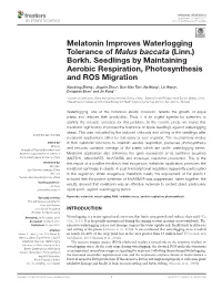 Melatonin Improves Waterlogging Tolerance of Malus Baccata (Linn.) Borkh