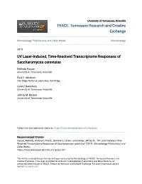 UV Laser-Induced, Time-Resolved Transcriptome Responses of Saccharomyces Cerevisiae