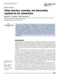 Cilium Structure, Assembly, and Disassembly Regulated by the Cytoskeleton