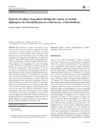 Pattern of Callose Deposition During the Course of Meiotic Diplospory in Chondrilla Juncea (Asteraceae, Cichorioideae)