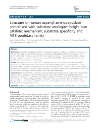 Structure of Human Aspartyl Aminopeptidase Complexed With